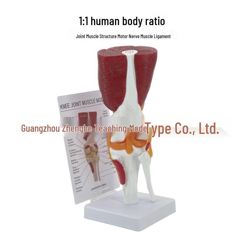 1:1 Human Knee Joint Model with Muscles, Ligaments, and Tendons for Rehabilitation Teaching