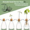 Colorful Transparent Avocado Hydroponic Vase Glass Avocado Seed Starter Vase Plant Seed Growing Kit Gardening Lovers Home Decor