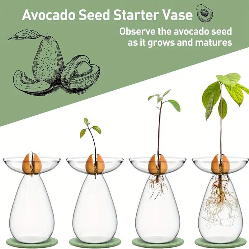 Colorful Transparent Avocado Hydroponic Vase Glass Avocado Seed Starter Vase Plant Seed Growing Kit Gardening Lovers Home Decor