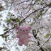 Sakura Rilakkuma Plüschtier 304050cm Kawaii Cartoon Kirschblütenbär Puppe Weiches Niedliches Stofftier Basisstil Kindergeschenk