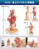 KIYOMARU 27cm Anatomical Human Body Model: Soft Texture, 15 Parts, Supervised by a Physical Therapist, Includes Auxiliary Magnets and Japanese Instruc