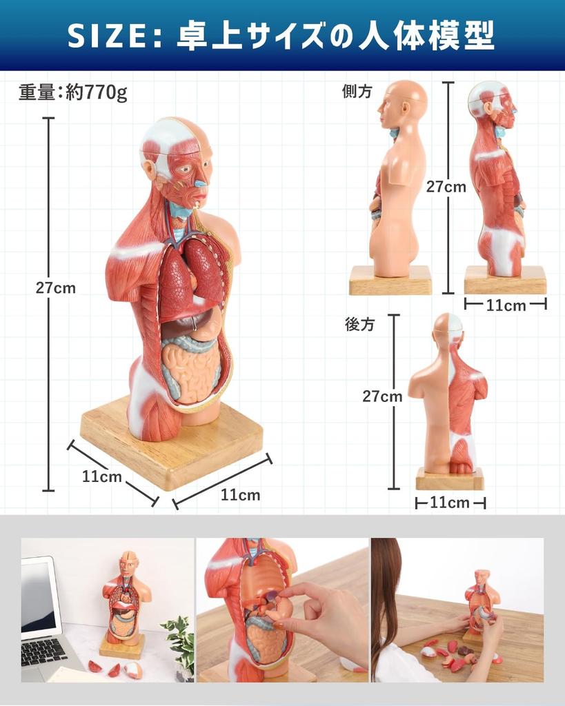 KIYOMARU 27cm Anatomical Human Body Model: Soft Texture, 15 Parts, Supervised by a Physical Therapist, Includes Auxiliary Magnets and Japanese Instruc