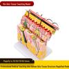 50x Magnified Human Skin Tissue Anatomical Model for Medical and Beauty Training