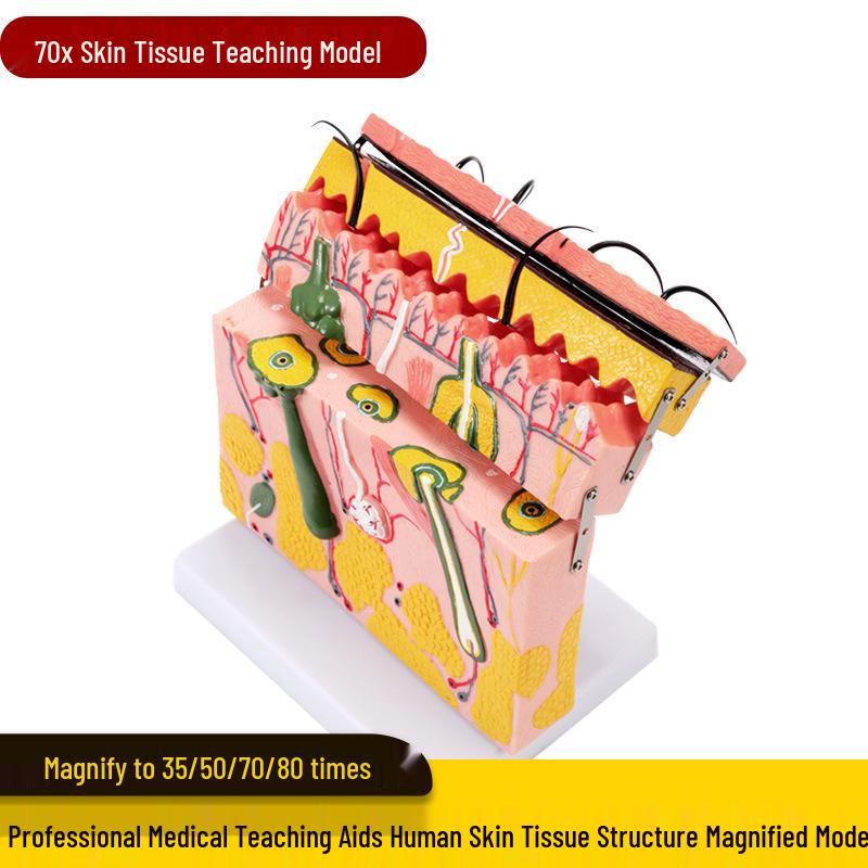 50x Magnified Human Skin Tissue Anatomical Model for Medical and Beauty Training