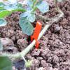 200 Pcs Climbing Wall Plastic Clips Gardening Vine Forks Fixing Fasteners Reusable Plants Pp Stolons Fastening Clamps Fixator