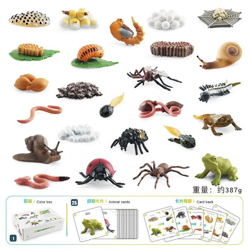 

25 Piece Realistic Insect Growth Cycle Card Set Featuring Worm Ladybug Dragonfly Frog Snail Models