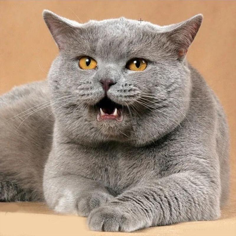 Full Drill Round/Square Diamond Painting Cat 5D DIY Diamond Embroidery Animal Mosaic Cross Stitch Wall Art Handmade Gift