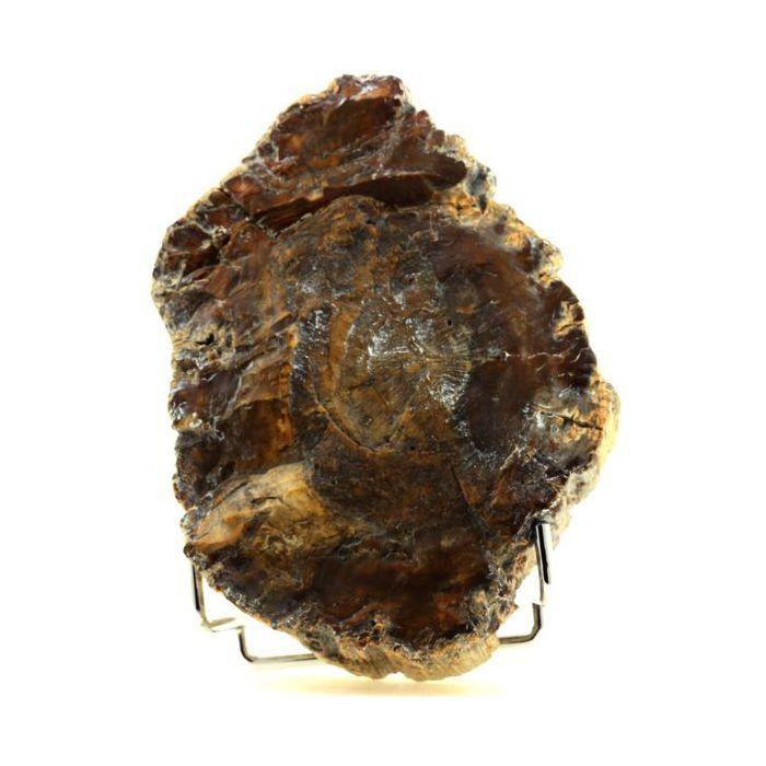 Pierres et Minéraux. Bois pétrifié. 6750.0 ct. (1.35 kg). Majunga, Madagascar.