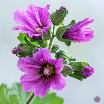 50 karališkųjų dedešvų sėklų