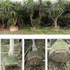 10PCS Nursery Growing Bags Large Biodegradable Non-Woven Fabric Seedling Grow Bag Starting Pots Pouch for Planting
