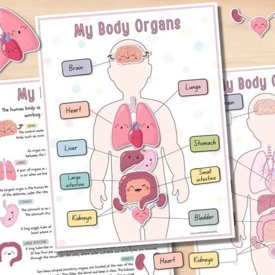 Anatomie des Menschen: Beschäftigungsbuch für Vorschulkinder im Kindergarten, Körperteile, Lernaktivitäten, Buch, interaktives pädagogisches Buch zum Entschlüsseln von Körpergeheimnissen