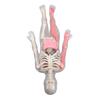 Human Body Model with Removable Organs Bones Glow In The Dark Anatomy Figure Science Kit for Kids