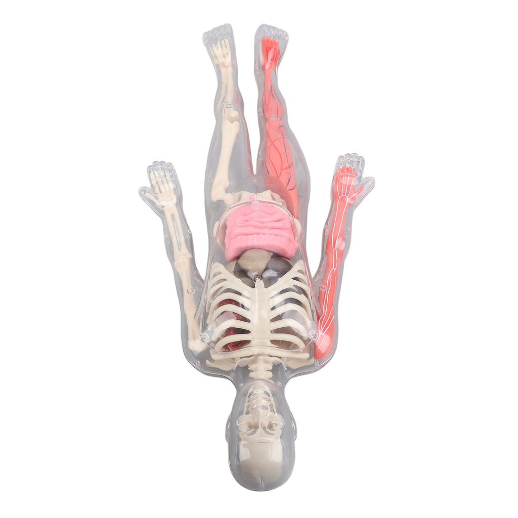 Human Body Model with Removable Organs Bones Glow In The Dark Anatomy Figure Science Kit for Kids