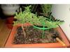Potted Pine Bonsai for Indoor Living Room - Real Tree Landscape Decoration