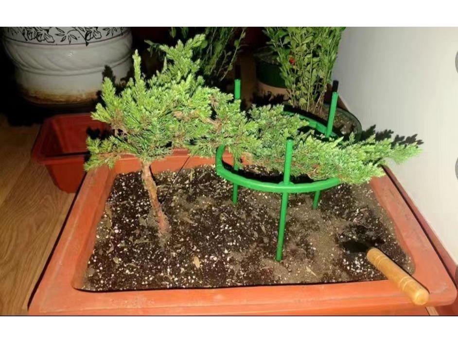 Potted Pine Bonsai for Indoor Living Room - Real Tree Landscape Decoration