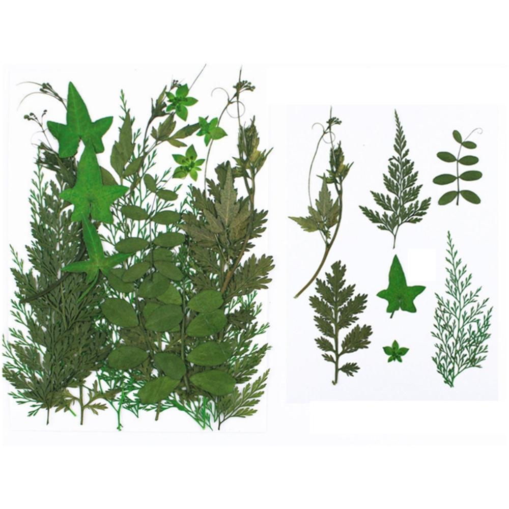 Art Craft Leaf Specimen Resin Accessory Dried Pressed Leaves Dried Flowers Artificial Decorations