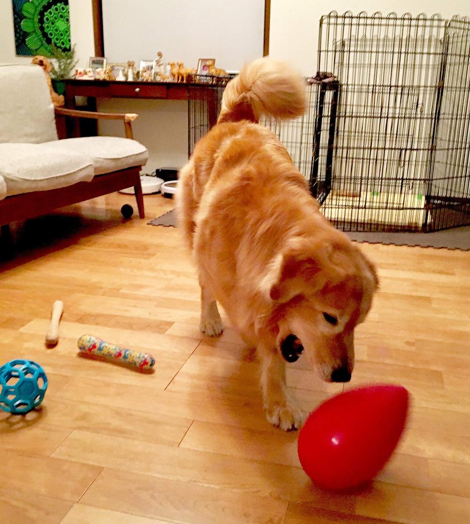 PLATZ POTŘEBY PRO MAZLÍČKY ZÁBAVA Mega Vajíčko Pes Velký & Hračka,