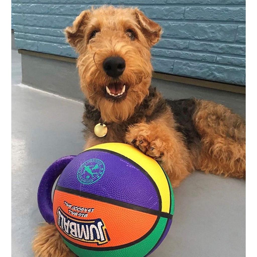 GiGwi Jumball Basketball Dog Large Toy,