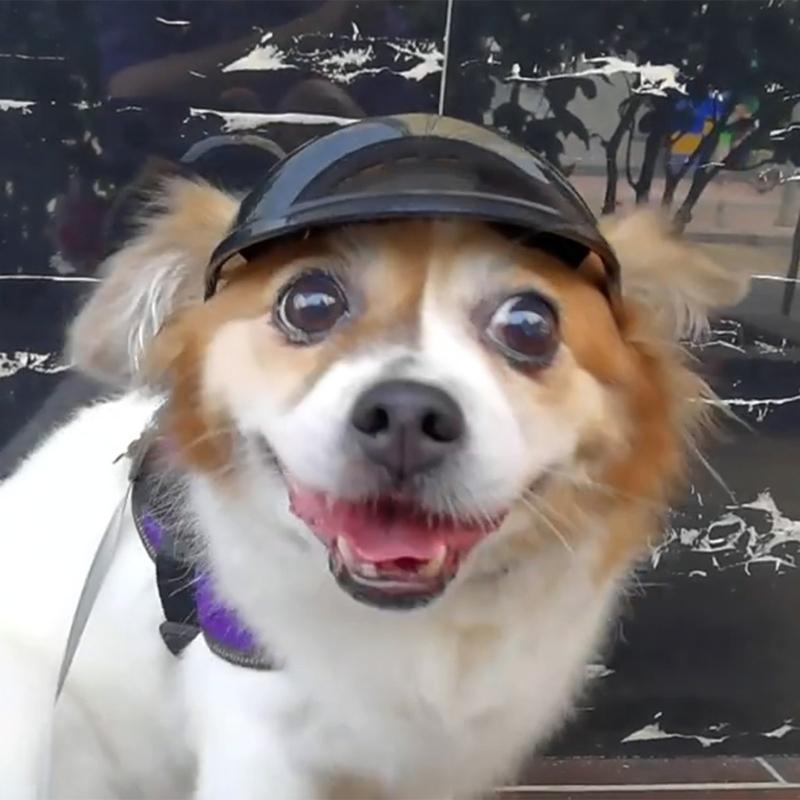 Dog Goggles Adjustable Pet Helmets Puppy Helmets Motorcycle Dog Sunglasses Dog Hat Dog Hat Safetys Helmets