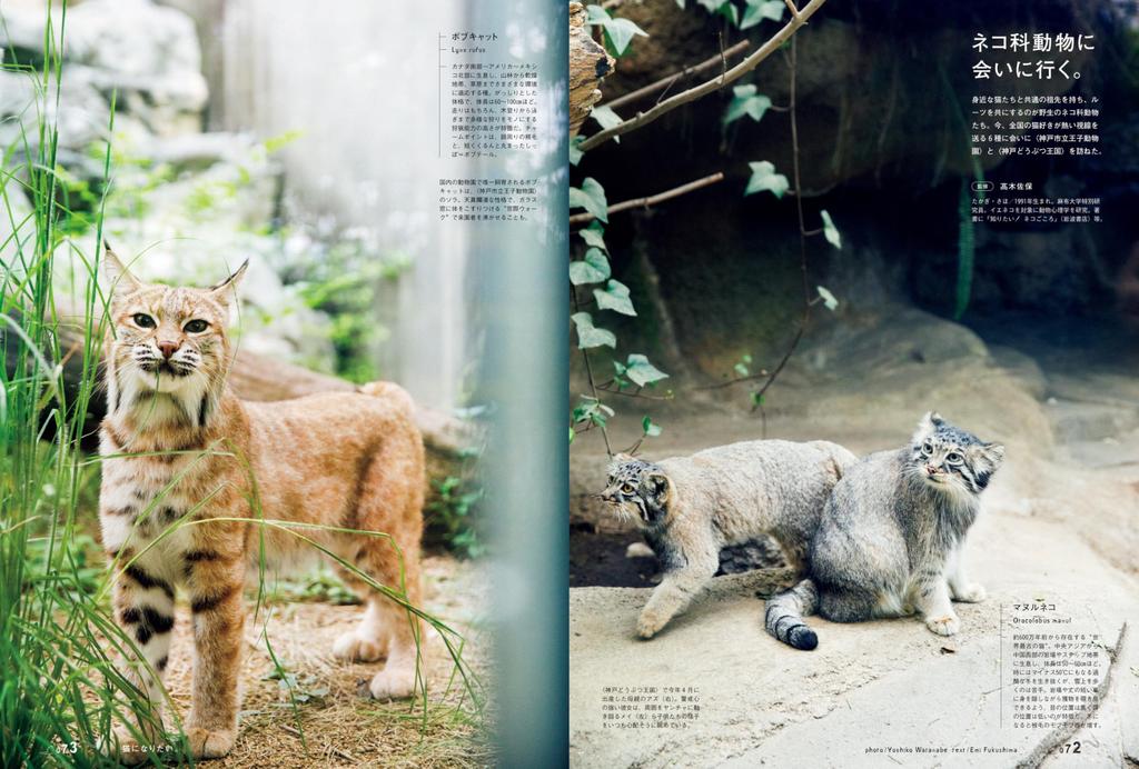 BRUTUS October 2024 Issue 1017 Want To Be a 15, No. [I Cat.]