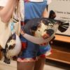 Păpuși și jucării moi – Animale de pluș
