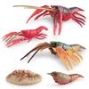 High Quality Lobster Growth Cycle Model Colorful Educational Plastic Display Ideal For Learning