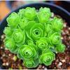 Mountain Rose Succulent Cluster: Beginner-Friendly Multi-Headed Indoor Potted Plant