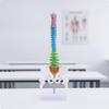 Anatomically Detailed 45 Cm PVC Anatomical Spinal Column Model Classroom-Ready