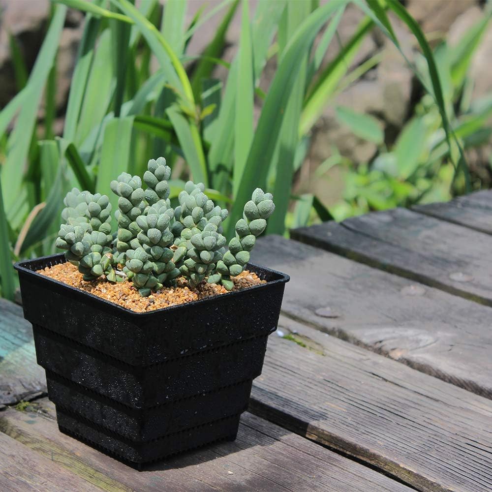 BangQiao 4.95 Inch Plastic Square Succulent Nursery Seedling Plant Pot Planter Container, Pack of 8, Black