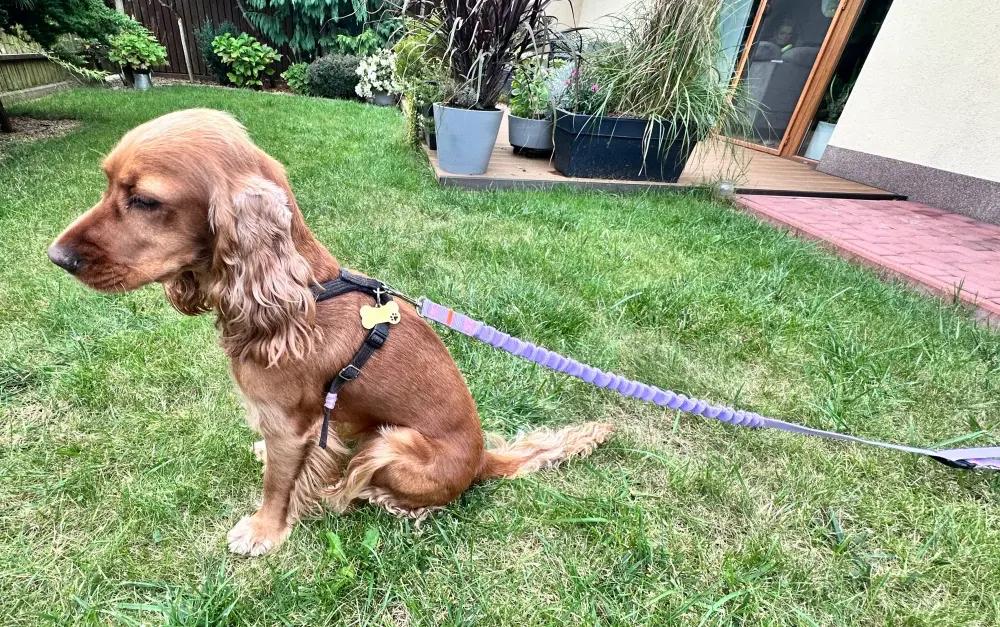 Dog Leash with Shock Absorber 280cm WRZOS Adjustable Sports