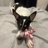CDDMPET Tierform Plüsch Hundespielzeug Bissfest Quietschspielzeug für kleine Hunde Interaktives Kauspielzeug zum Zahnen Geräusch Haustierzubehör