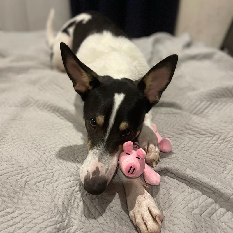 CDDMPET Tierform Plüsch Hundespielzeug Bissfest Quietschspielzeug für kleine Hunde Interaktives Kauspielzeug zum Zahnen Geräusch Haustierzubehör