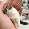 Pâslă de Oaie Poke Pisică Material Handmade Sac pentru Începători DIY Ac de Pâslire cu Lână Simulare Cadouri Animale Creative