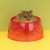 Non-slip Hamster Water Bowl Bite Resistant Pet Feeding Bowl  For Rats Hamster Guinea Pig