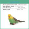 Parrot Model Pvc Static Figurine Collectible For Bird Enthusiasts Gift Idea