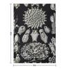 Haeckel Bryozoa 33 Drawing Throw Blanket warm winter Stuffeds Picnic Winter beds Blankets