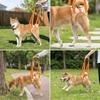 Lightweight Build Dog Lift Harness Breathable Mesh Dog Support Strap  Injury Assistance