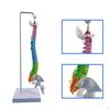 Hanging Human Spine Model Colorful Skeleton with Pelvis and Femur,Flexible Vertebral Column