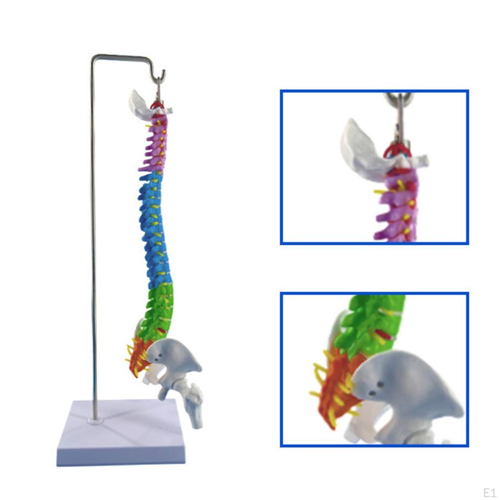 Hanging Human Spine Model Colorful Skeleton with Pelvis and Femur,Flexible Vertebral Column