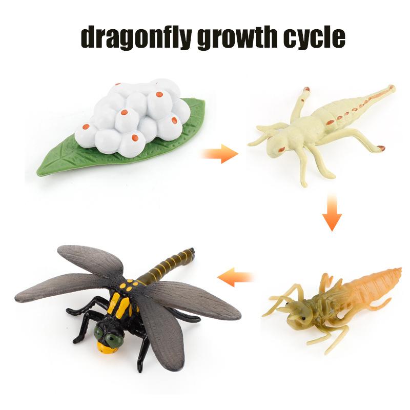Life Animal Cycle Board Children Toys Montessori Teaching Aids Plant Animal Growth Cycle Model Set Preschool Cognitive Toys