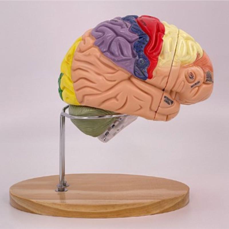 Modelo de Anatomía Cerebral Muestra el Tronco Encefálico y Otras Partes del Cerebro Humano