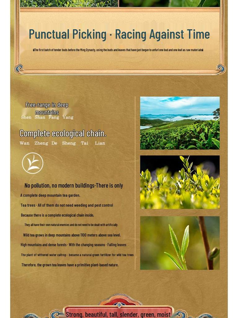 Mao Jian 2025 Pre-Rain High Mountain Green Tea Buds, 500g Can, Rich Aroma, Durable Infusion, Spring Tea Gift Box