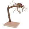 Bird Playstand Wooden Chewing Claws Grinding Parrots Training Rack with Base for Cockatiel