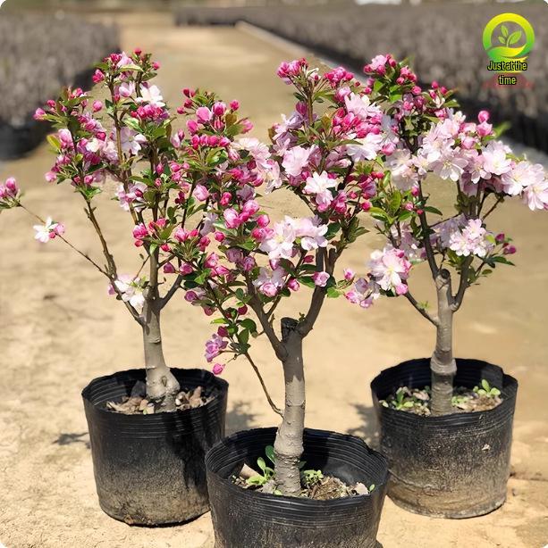 Chojukan Japanese Weeping Crabapple Bonsai Sapling for Courtyard Planting