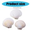 Víceúčelové balení 10 velkých přírodních mušlí hřebenatek pro řemeslné potřeby, stylový šperkový doplněk a dekorace do domácnosti