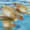 Splashing Spray Simulated Geoduck Water Toy Press Water-Sprinkling Toy  Swimming Pool Toy