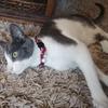 Cat Collar Pet Cat Collar with Bell Cat Face Collar Safety Buckle Cat Collar Glitter Velvet Collar