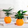 Hydroponic Flower Pot Transparent Automatic Water Absorbing Flowerpot Household Plants Self Watering Planter Home Office Decor