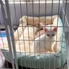 Bed For Cat Pet Products Cushions Kitten Good Comfortable Dog House Supplies Things Accessory Basket Warm House Beds For Winter