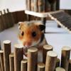 Standing Guinea Pigs Door Fence Flexible Hamster Wooden Bridge Pet Supplies   Ferret